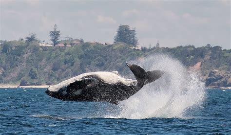 Port Macquarie Cruise Adventures - All You Need to Know BEFORE You Go