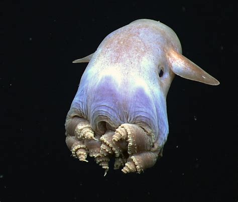 What Do Dumbo Octopus Eat?