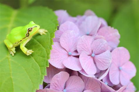 Hydrangea Frog Harmony in 4K