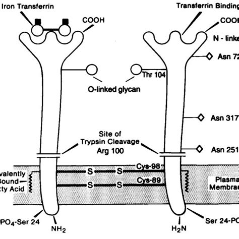 (PDF) The transferrin receptor: Role in health and disease