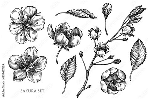 Vector collection of hand drawn black and white sakura Stock Vector | Adobe Stock