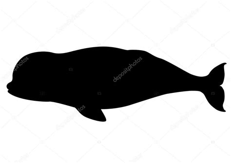 Beluga whale silhouette — Stock Vector © dkvektor #18903977