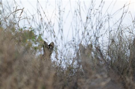 Melanistic Serval Kitten in the Serengeti - Will Burrard-Lucas Blog