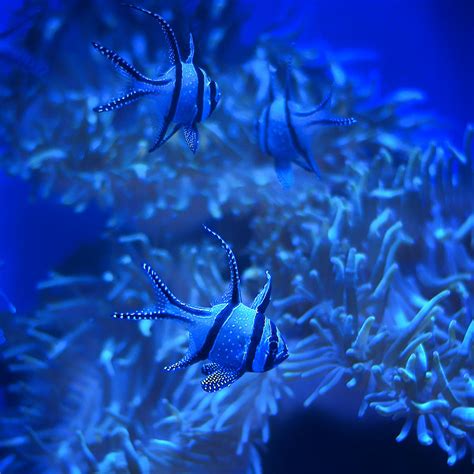 Banggai Cardinalfish - Aquarium Blue Photograph by Nikolyn McDonald