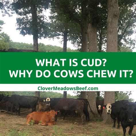 What is cud and why do cows chew it? (video) - Clover Meadows Beef