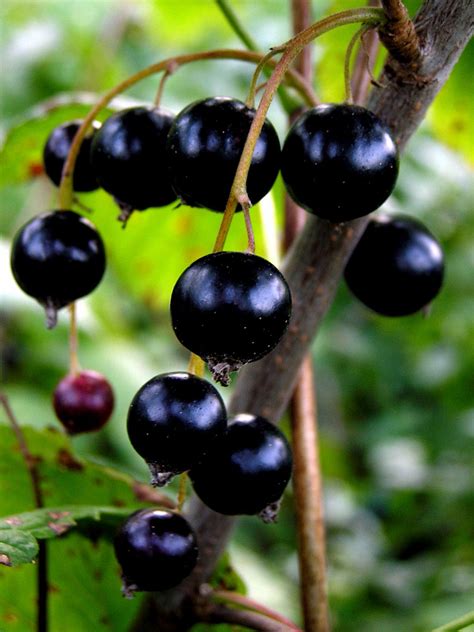 Blackcurrant – Juice Health Benefits & Recipes