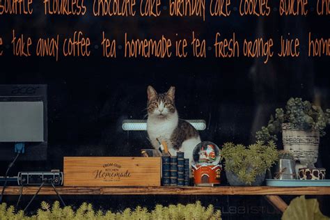 Cat Cafe Photos, Download The BEST Free Cat Cafe Stock Photos & HD Images