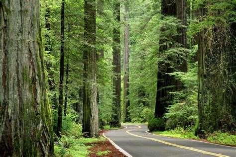 USA, California, Humboldt Redwoods State Park, Avenue of the Giants. Road running through stand ...