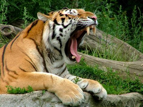 Tiger yawning wallpaper | 1600x1200 | #14456