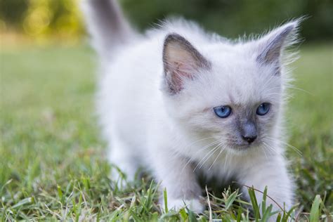 Blue Point MItted | Ragdoll kitten, Kittens, Ragdoll kittens for sale