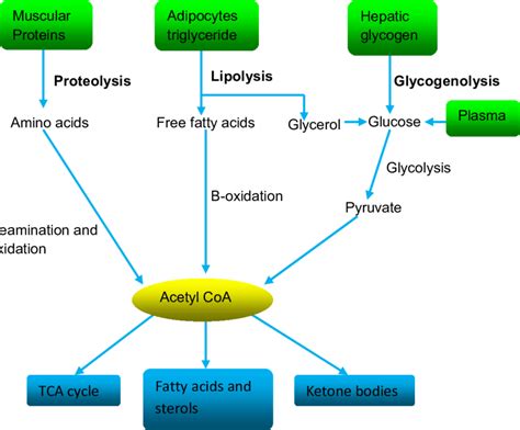 2 Illustrative diagram of sources and fates of acetyl-Coenzyme A... | Download Scientific Diagram