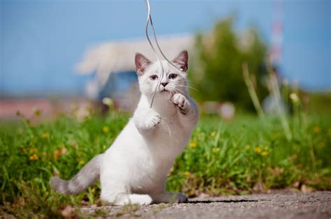 Playful Munchkin kitten on a sunny day – Despite its characterized very short legs caused by a ...