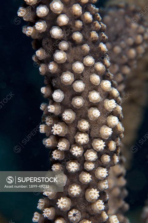 Gorgonian close-up (species: Holazonia) with closed polyps. Curacao, Netherlands Antilles ...