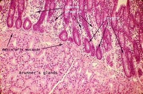 Submucosa Histology