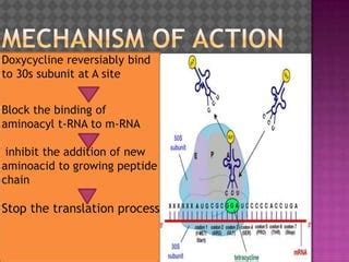 Doxycycline-tetracycline | PPT