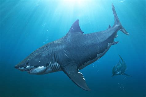 Megalodon: Facts about the long-gone, giant shark | Live Science