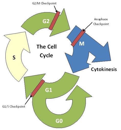 G0 phase | Cell diagram, Cancer cell, Cancer