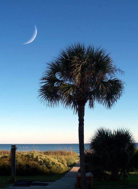 68 best Palmetto Tree images on Pinterest | Palmetto tree, South carolina and Upstate south carolina