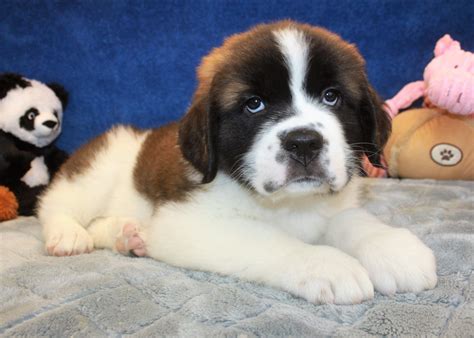 Saint Bernard Puppies For Sale - Long Island Puppies