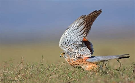 Common Kestrel Male | Focusing on Wildlife