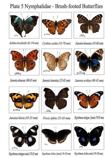 nymphalidae plate butterfly identification lepidoptera agnes | Butterfly identification ...