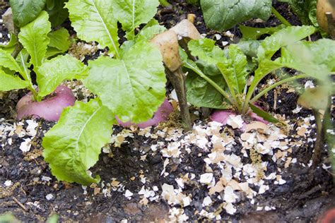 How Eggshells Can Improve Your Garden