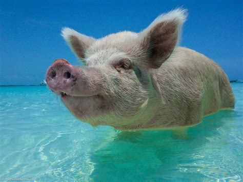 The swimming pigs at the 'pig-beach' of Bahamas - Taaza Khabar News