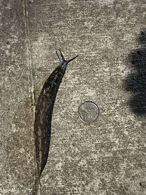 Unit of a slug : r/AbsoluteUnits