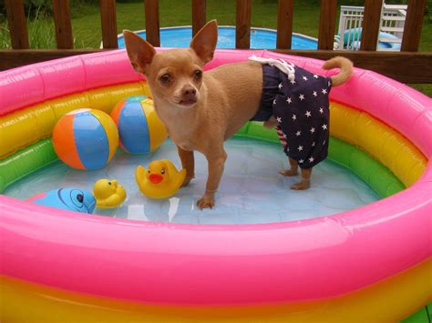 Puppy pool. | Chihuahua, Cute animals, Puppy pool
