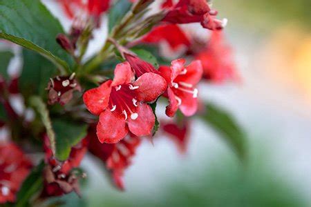 12 Weigela Varieties for a Gorgeous & Fragrant Bed - Worst Room