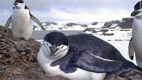 thrilcompreven: central park zoo penguins