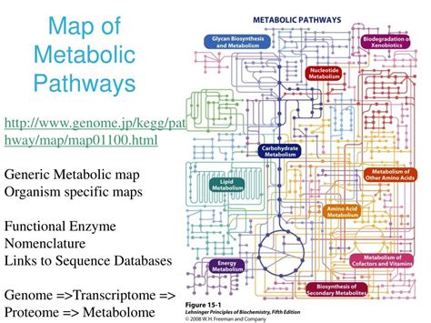 Metabolic Pathways