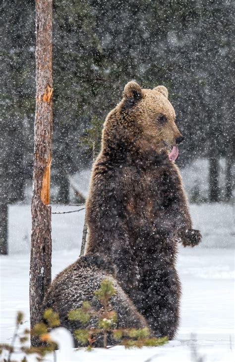 She-bear and Cub on the Snow in Winter Forest. Stock Image - Image of ...