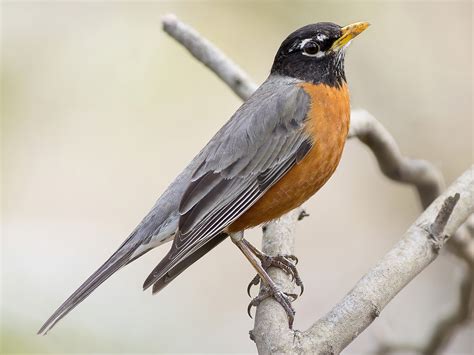 American Robin - eBird