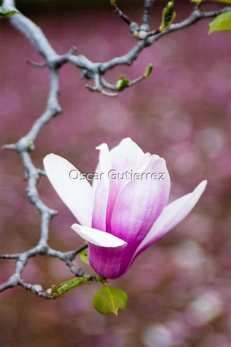 "Pink Magnolia Blossom" by Oscar Gutierrez | Redbubble