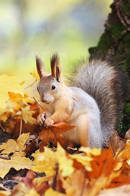 15 Animals Enjoying Colorful Fall Leaves | CutesyPooh | Autumn animals, Animals beautiful, Animals