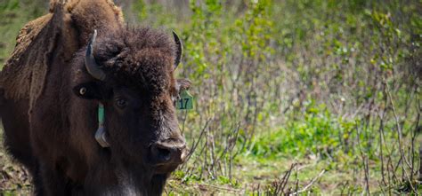 As wild bison return to Banff National Park, geographers study their ...