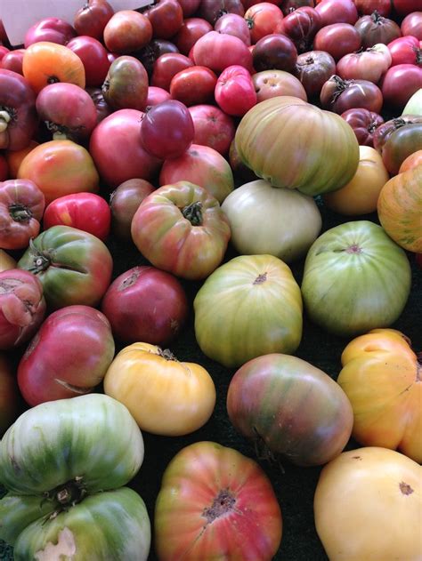 Pin by Caroline Gerardo on Guest Board ~ Gardening Inspirations | Heirloom tomato plants ...