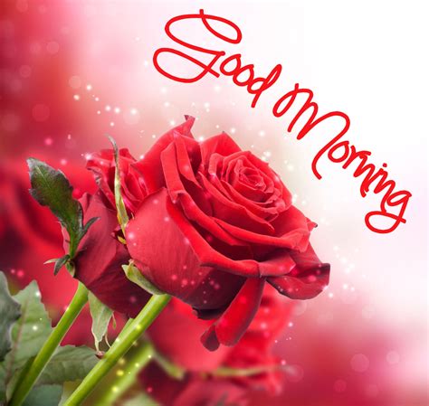 Good Morning Images with Rose Flowers in High Resolution | Good morning images, Morning images ...