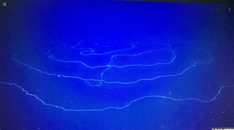 Giant siphonophore apolemia at Abyssal deep sea Canyons off Ningaloo | Neon signs, Biomes, Deep sea