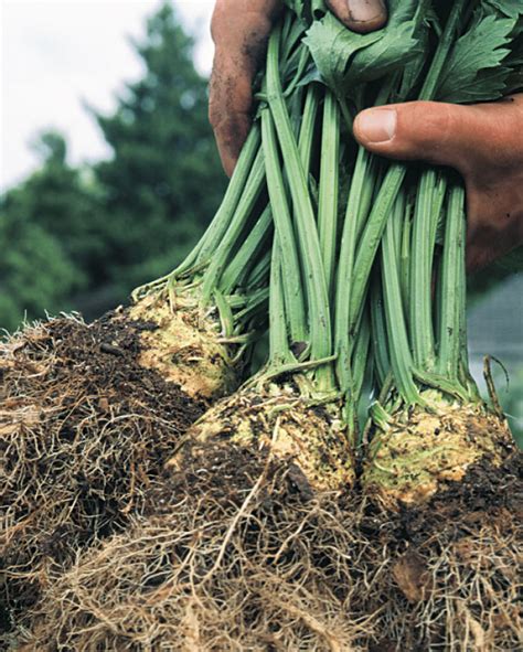 How to Grow Celeriac - FineGardening