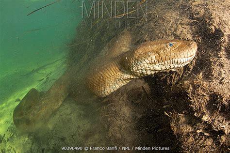 Green Anaconda stock photo - Minden Pictures