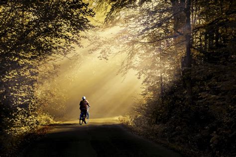 Gambar : pemandangan, pohon, alam, hutan, Jalan, cabang, cahaya ...