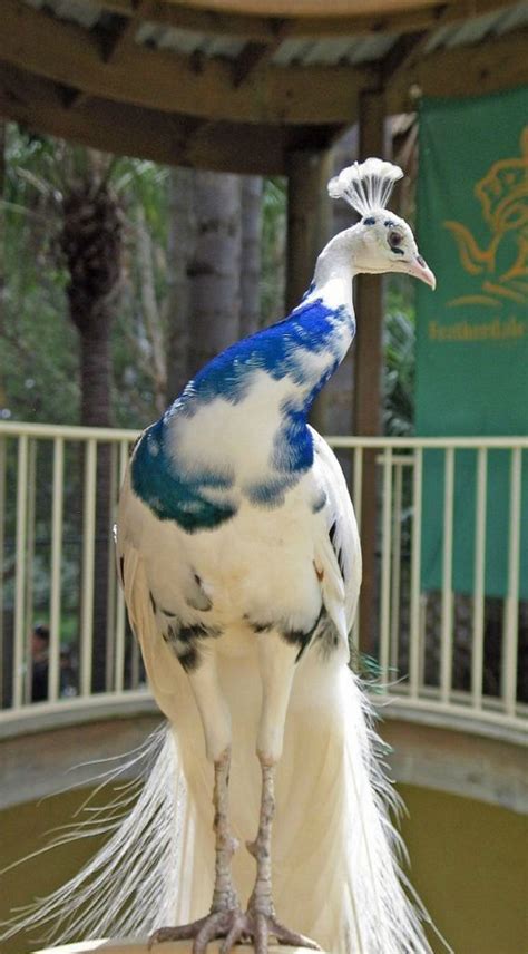 Half Albino Peacock