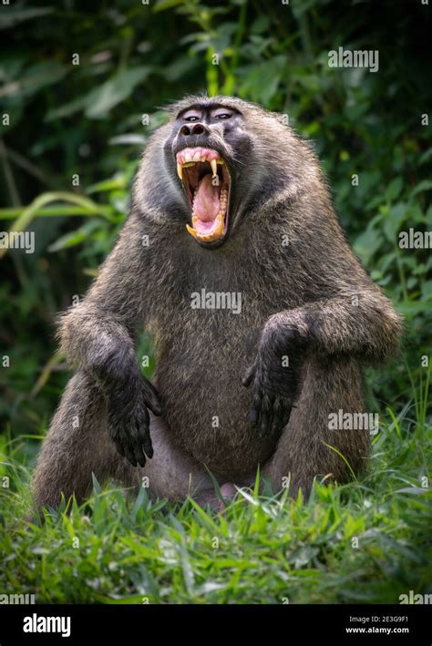 Baboon teeth hi-res stock photography and images - Alamy