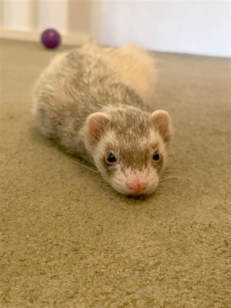 A carpet shark in its natural habitat. : ferrets