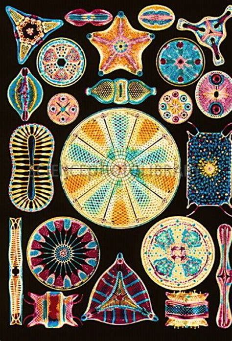 17 Best images about Diatoms and plankton on Pinterest | Electron microscope, Ernst haeckel and ...