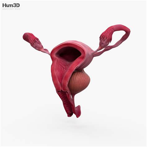 Female Reproductive System 3D model - Anatomy on Hum3D