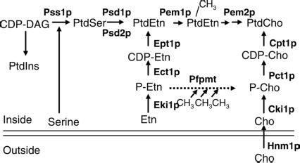 Phosphatidylcholine metabolism in S. cerevisiae and identification of a ...