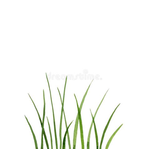 Watercolor Drawing Green Grass Stock Illustration - Illustration of ...